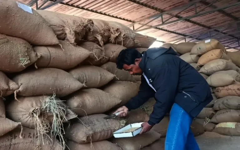 Paddy procurement begins in Bargarh
