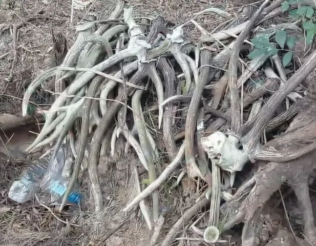 Over 50 deer antlers recovered from Bhitarkanika National Park