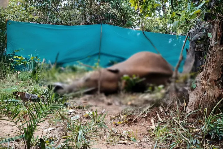 136 elephants died across Odisha in past 18 months: Minister in Assembly