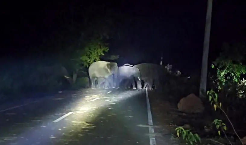 Odisha villages on edge as elephant herd roams nearby