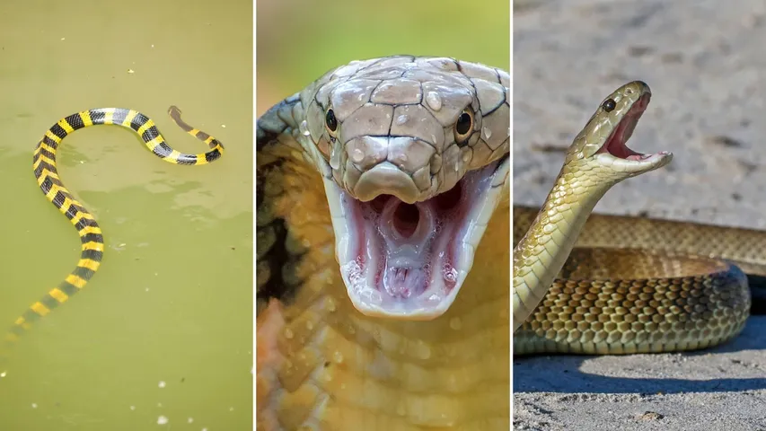 Identifying venomous and non-venomous snakes