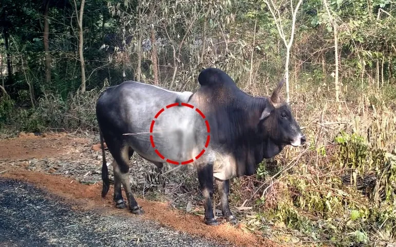 Shocking animal cruelty! Odisha man attacks bull with arrow