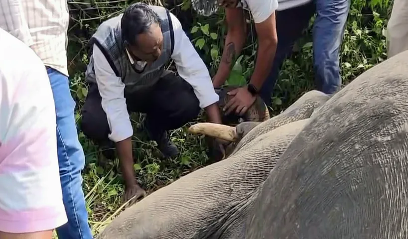 Tusker found dead in Odisha’s Angul, Forest Department begins probe