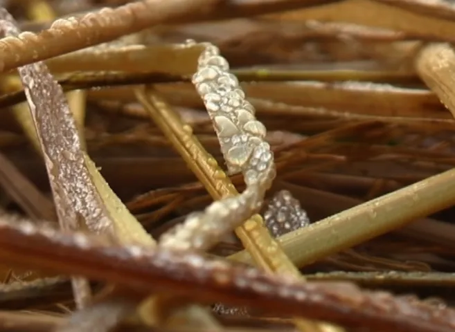 Cold wave grips Odisha, Semiliguda coldest at 5.2°C