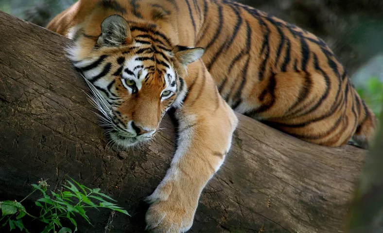 Tiger census begins in Odisha’s Koraput as part of nationwide 4-yearly drive