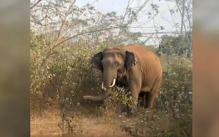 Injured tusker in Chandaka: Odisha Forest Dept forms 3 teams for rescue
