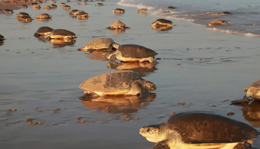 Olive ridley turtles in Odisha: State boosts coastal for nesting after record arribada and recent deaths