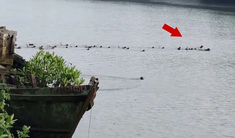 Monkey troop risks lives to save companion from crocodile attack in Odisha