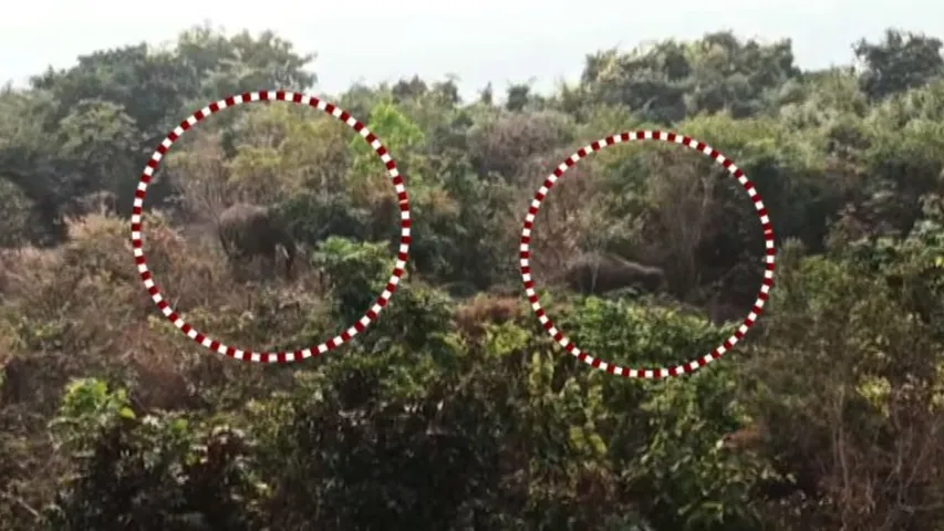 Two tuskers spotted roaming Sikharchandi hill in Bhubaneswar, Forest Dept on high alert