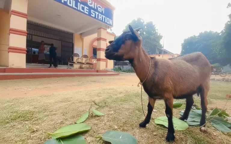 Goat ownership row lands Balasore police in a fix; dispute unresolved after 48 hours