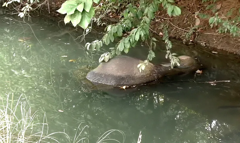 Another elephant found dead in Odisha