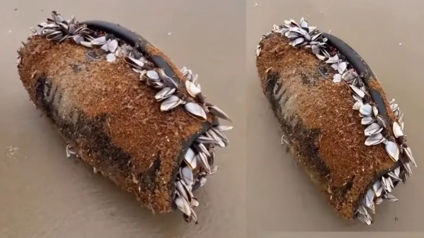 Bluetooth speaker ‘survives’ the sea: Washed ashore after 3 months, still plays music; watch