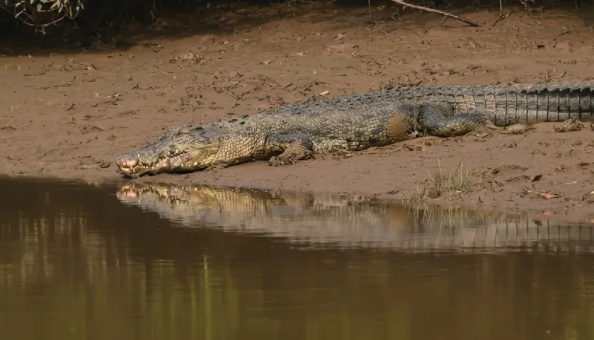Bhitarkanika to remain closed for three days for annual crocodile census