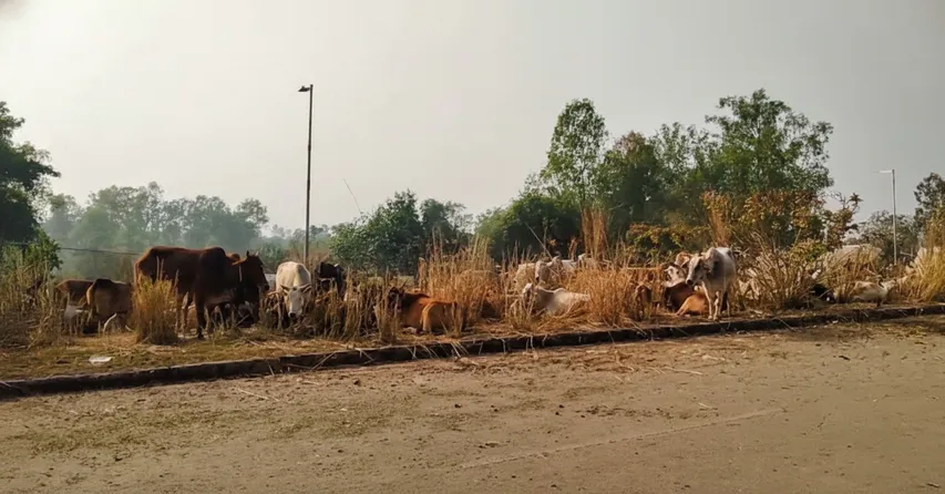Cattle smuggling racket busted in Odisha, over 300 cattle rescued; 11 arrested