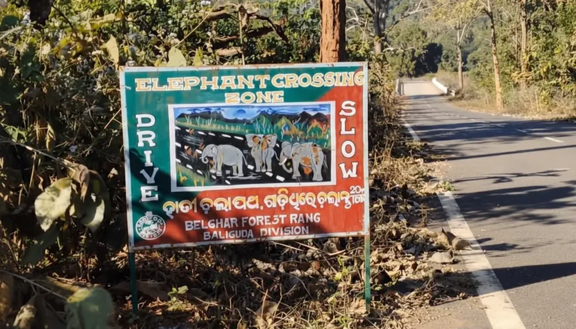 ‘Elephant carcass cut into pieces, buried!’ Odisha DFO confirms reports