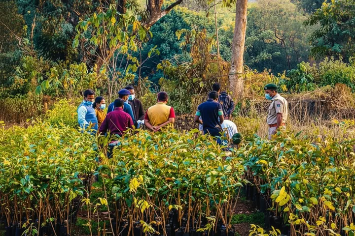 Dead elephant disappearance case: Kandhamal Ranger suspended, driver arrested