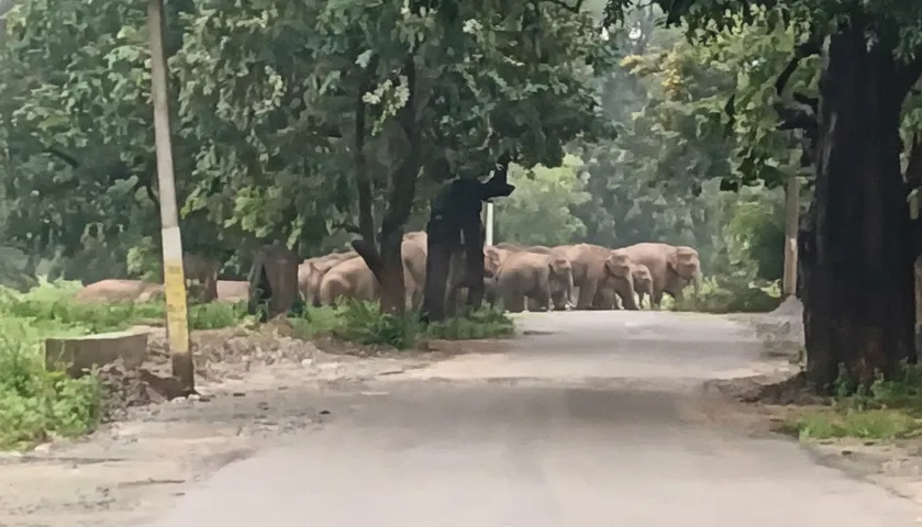 Female elephant found dead in Odisha’s Bolangir