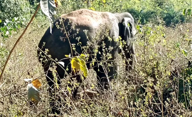 Tusker found ‘severely injured’ in Odisha’s Cuttack, sparks concern