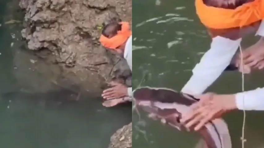 Watch how devotion and nature intersect in serene viral clip!