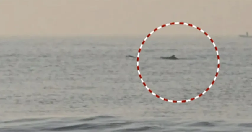 Dolphins spotted off Puri coast day after sea snail phenomenon; tourists left curious