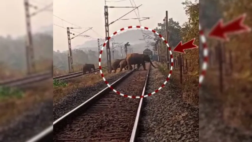 Elephants cross railway track in Keonjhar