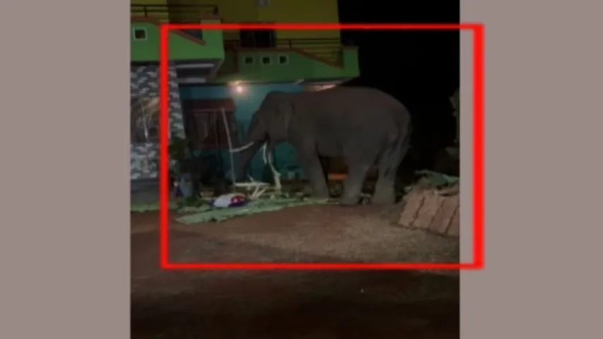 Tusker roams in Dhenkanal