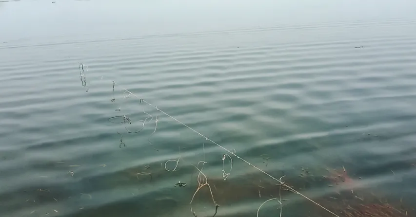 Poachers target migratory birds at Chilika Lake, local outrage grows