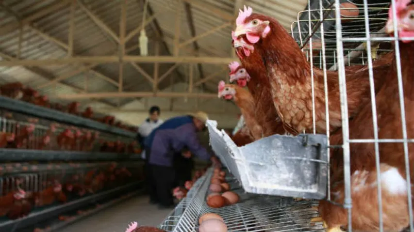 Indian-origin 'chicken king' to face inquiry over hygiene standards