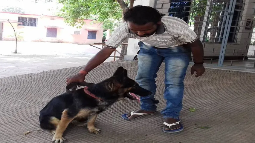 Summers equally harsh for dogs, pet owners take care!