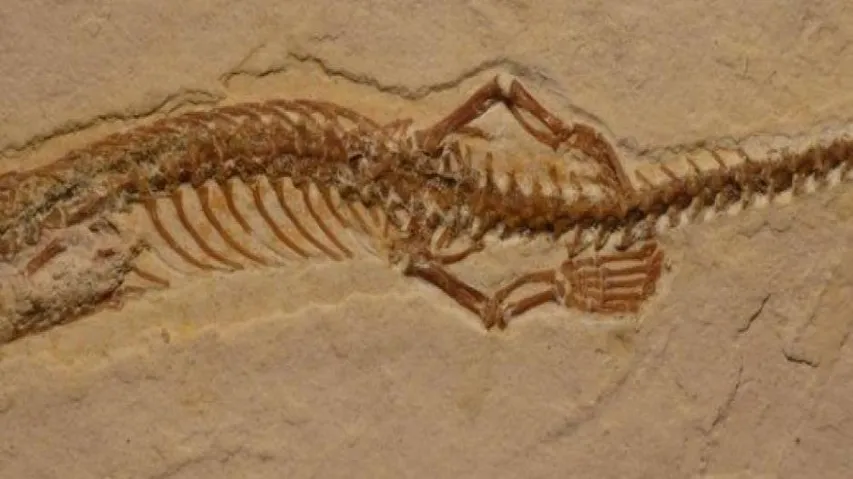 Snakes' ancestors had four legs