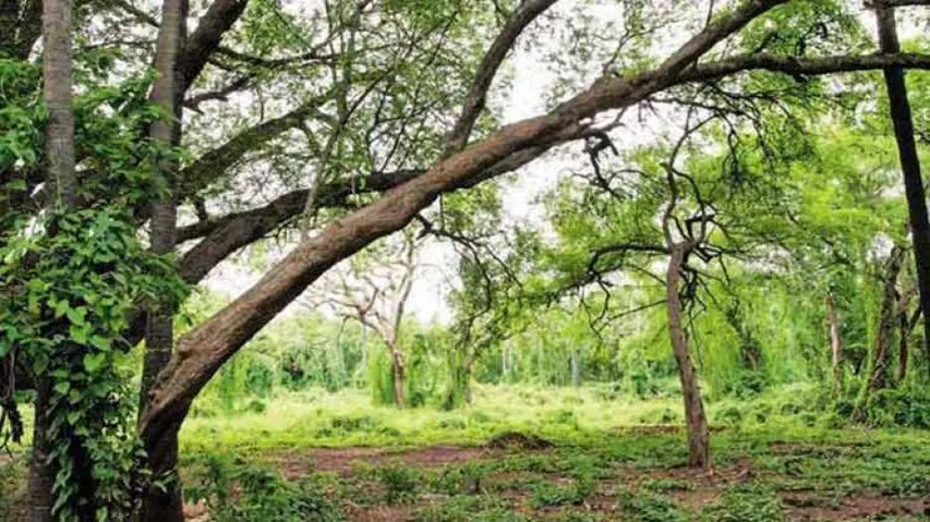 Op-Ed: The Development Versus Environment Debate