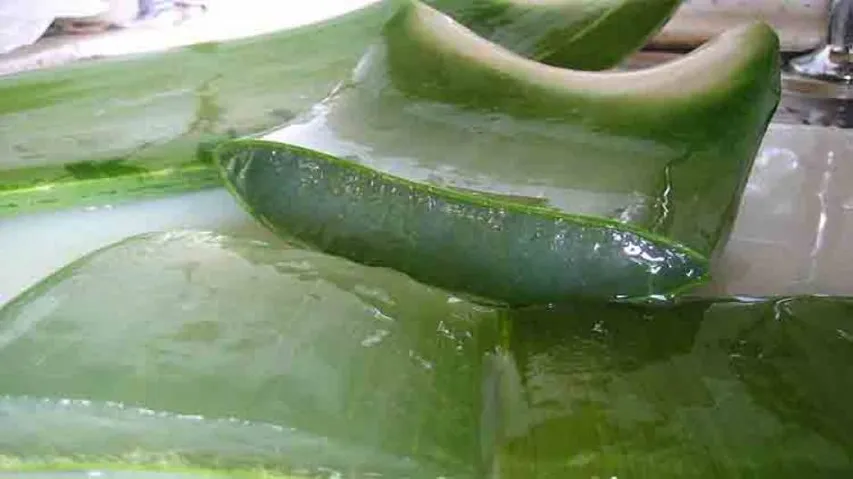 Benefits of using aloe vera in personal, skin care products