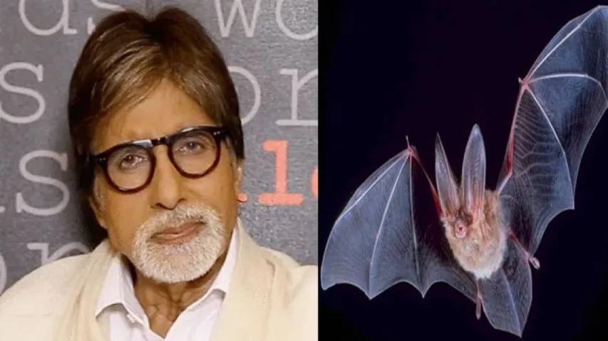 Amitabh Bachchan's 'Breaking News' Of Bat Entering His Home Triggers Row