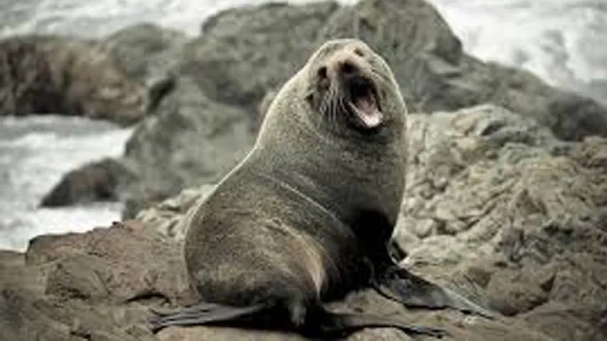 Angry Giant Seal Helps Break Up Drug Smuggling Ring