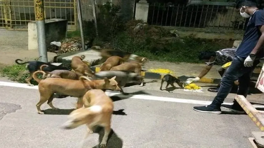 Covid19 Lockdown: BMC Serves Biryani & Khichdi To Stray Animals