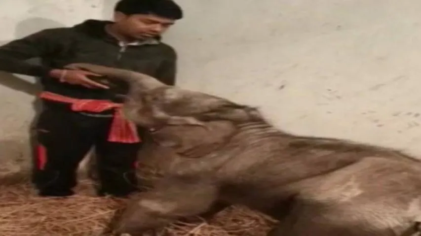 Odisha: Rescued Baby Elephant Padma Gets New Family