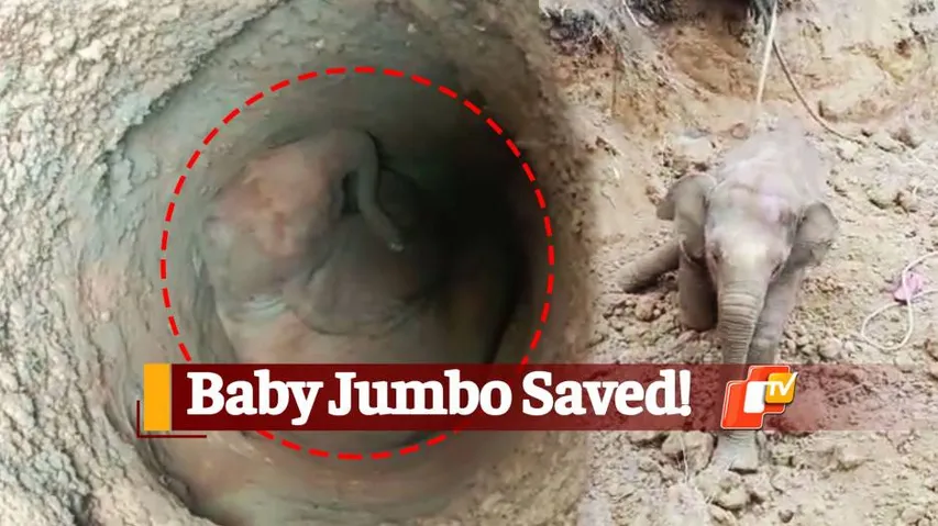 WATCH | Baby Elephant Rescued From Abandoned Well In Odisha