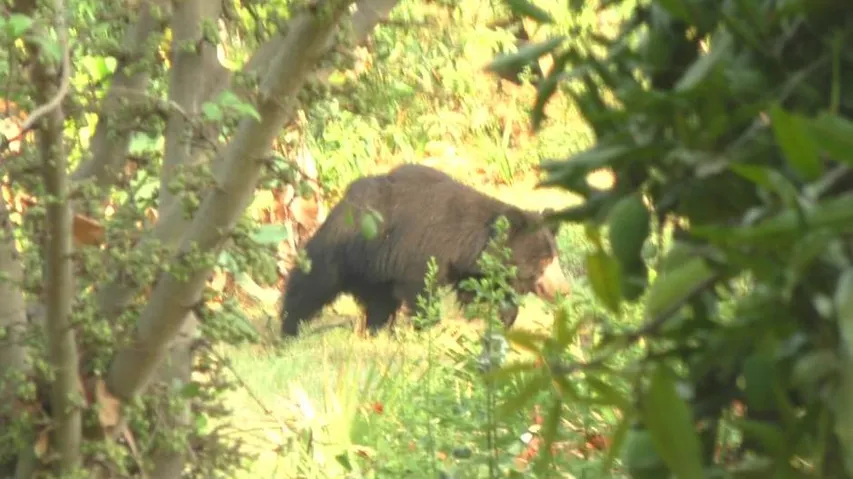 2 critically injured in bear attack in Nuapada
