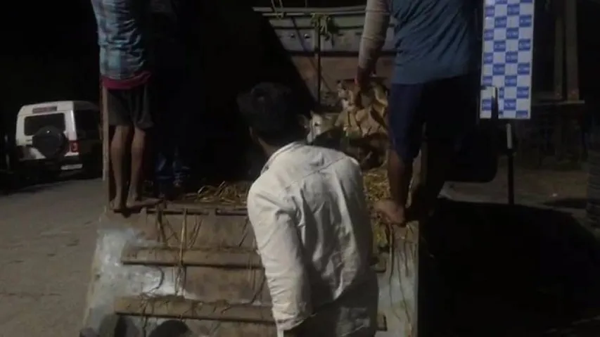 Cattle-Laden Pickup Van Seized In Bhadrak
