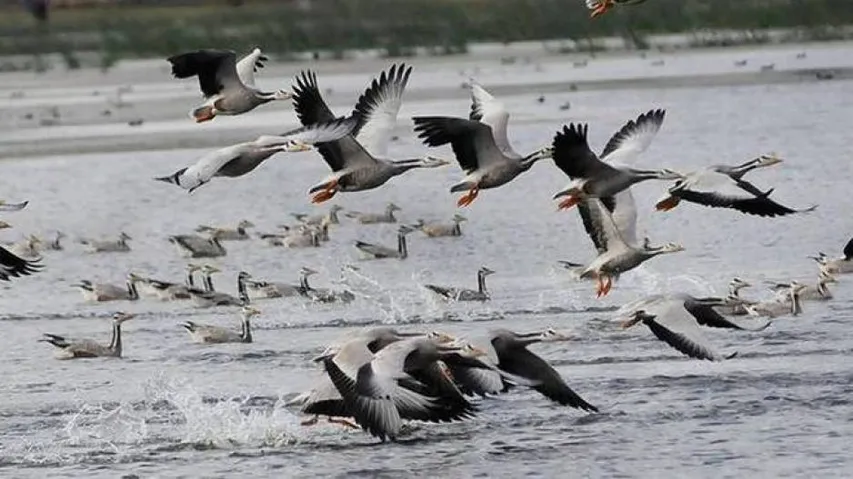Winged guests arrive at Bhitarkanika park for nesting