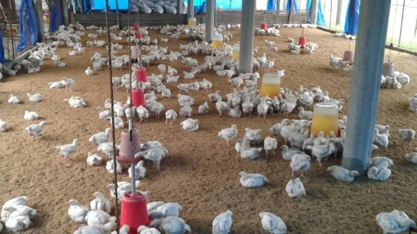 Bird Flu Scare: Centre Directs States, UTs To Increase Surveillance