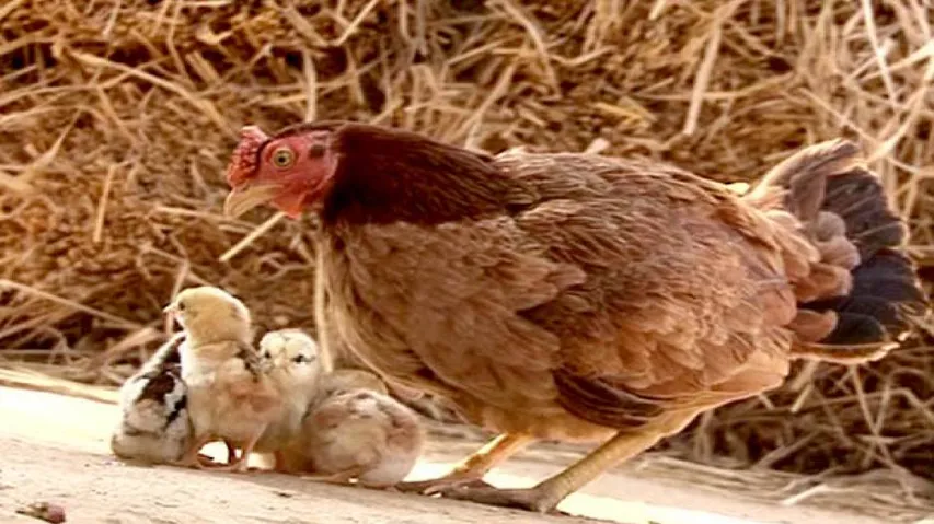 Bird flu: Culling at Kerang to begin from tomorrow