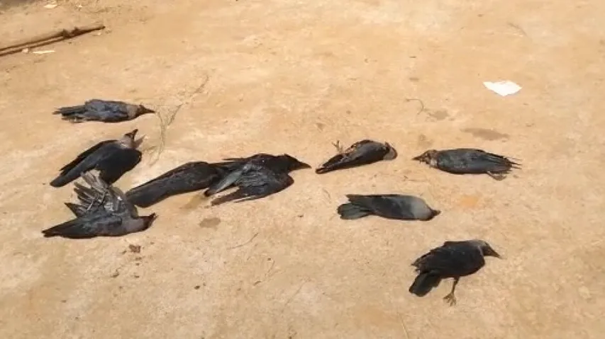 Death Of Crows Triggers Bird Flu Scare In Odisha's Khordha 