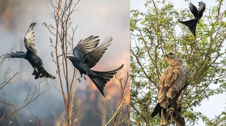 Drongo: The Fearless, Fierce Bird Who Plays With Fire