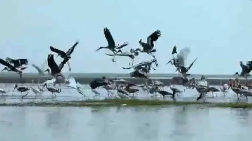 Bhitarkanika National Park Sees Rise In Avian Count