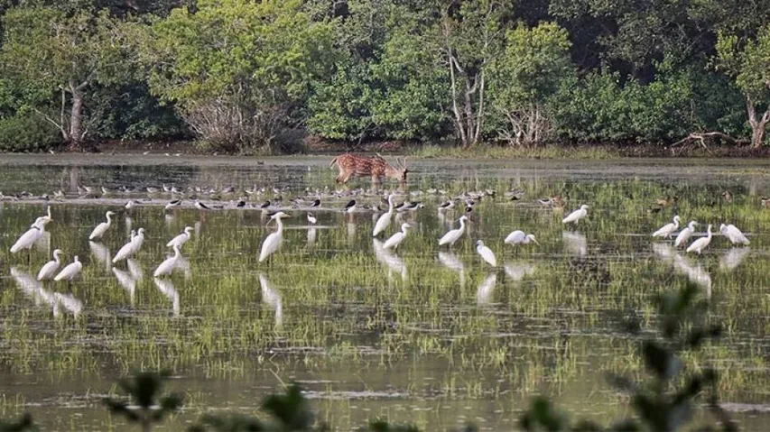 Winter Scenes: Bhitarkanika Abuzz With Migratory Birds