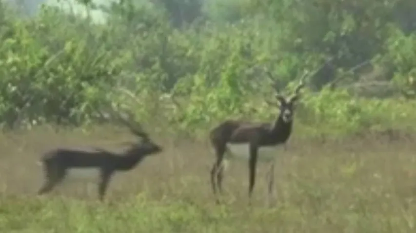 Ganjam Forest Dept Steps Up Conservation Efforts For Blackbucks