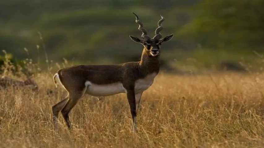 Blackbuck found dead in Ganjam