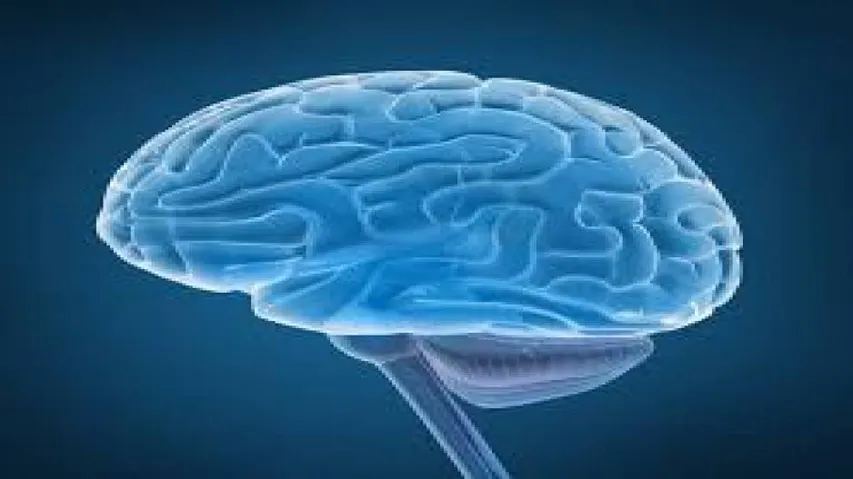 Emotionally unstable have different brain structure