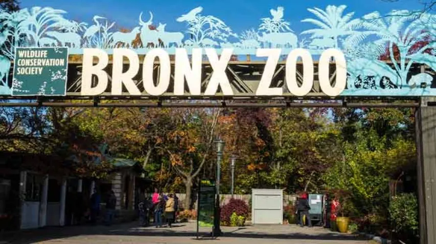 7 more big cats test positive for COVID-19 at Bronx Zoo